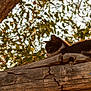 Mittens is registered to the contest to win money with this photo: animal, branch, calm, cat, feline, greenery, kitten, leaves, nature, outdoor, peaceful, pet, resting, sleeping, sunlight, tree, trunk, wildlife, wood, young