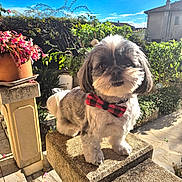 Ruby participe au concours pour gagner de l'argent avec cette photo : dog, bow_tie, pet, outdoor, garden, stone_pillar, sunlight, flower_pot, plants, blue_sky, shadows, small_dog, fur, portrait, cute, animal, nature, daytime, greenery, backyard