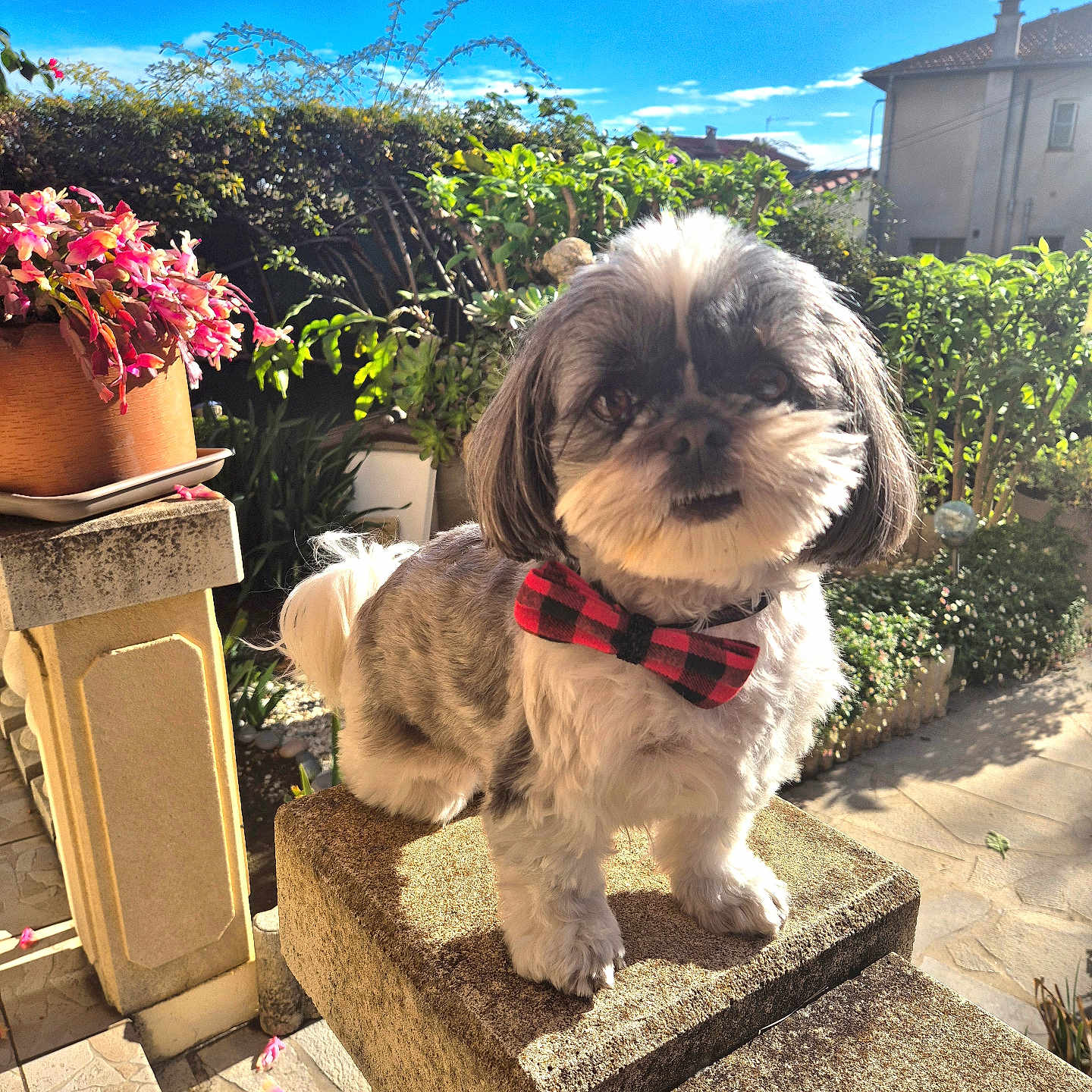 Ruby participe au concours pour gagner de l'argent avec cette photo : animal, backyard, blue_sky, bow_tie, cute, daytime, dog, flower_pot, fur, garden, greenery, nature, outdoor, pet, plants, portrait, shadows, small_dog, stone_pillar, sunlight