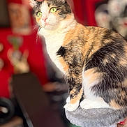 Teresa joined the competition — help win amazing prizes! alert, animal, calico, cat, cat_tree, close_up, cute, domestic_cat, ears, feline, fur, green_eyes, household, indoor, perched, pet, portrait, sitting, soft_fur, whiskers