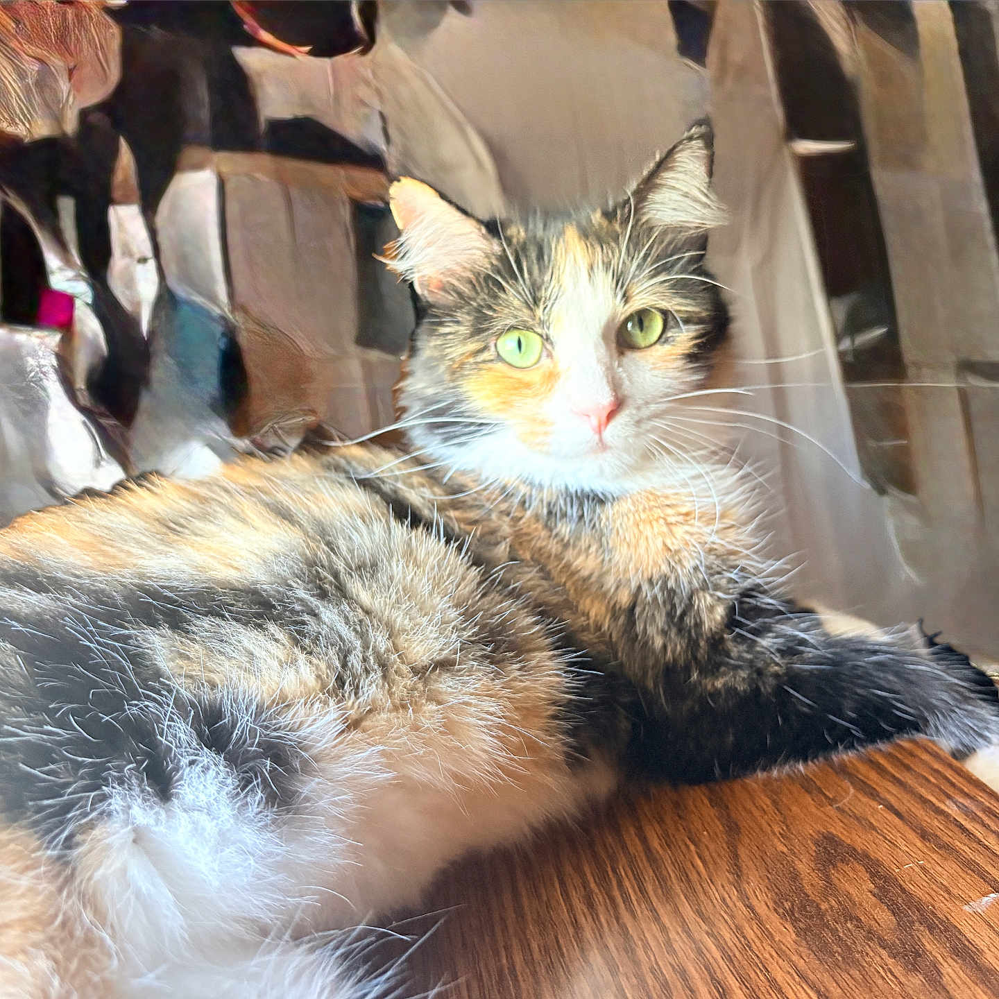 Teresa is registered to the contest to win money with this photo: calico_cat, cat, close_up, cozy, ears, eye_contact, feline, fur, green_eyes, home_interior, indoor, long_hair, lounging, paw, pet, portrait, relaxed, sunlight, whiskers, wooden_table