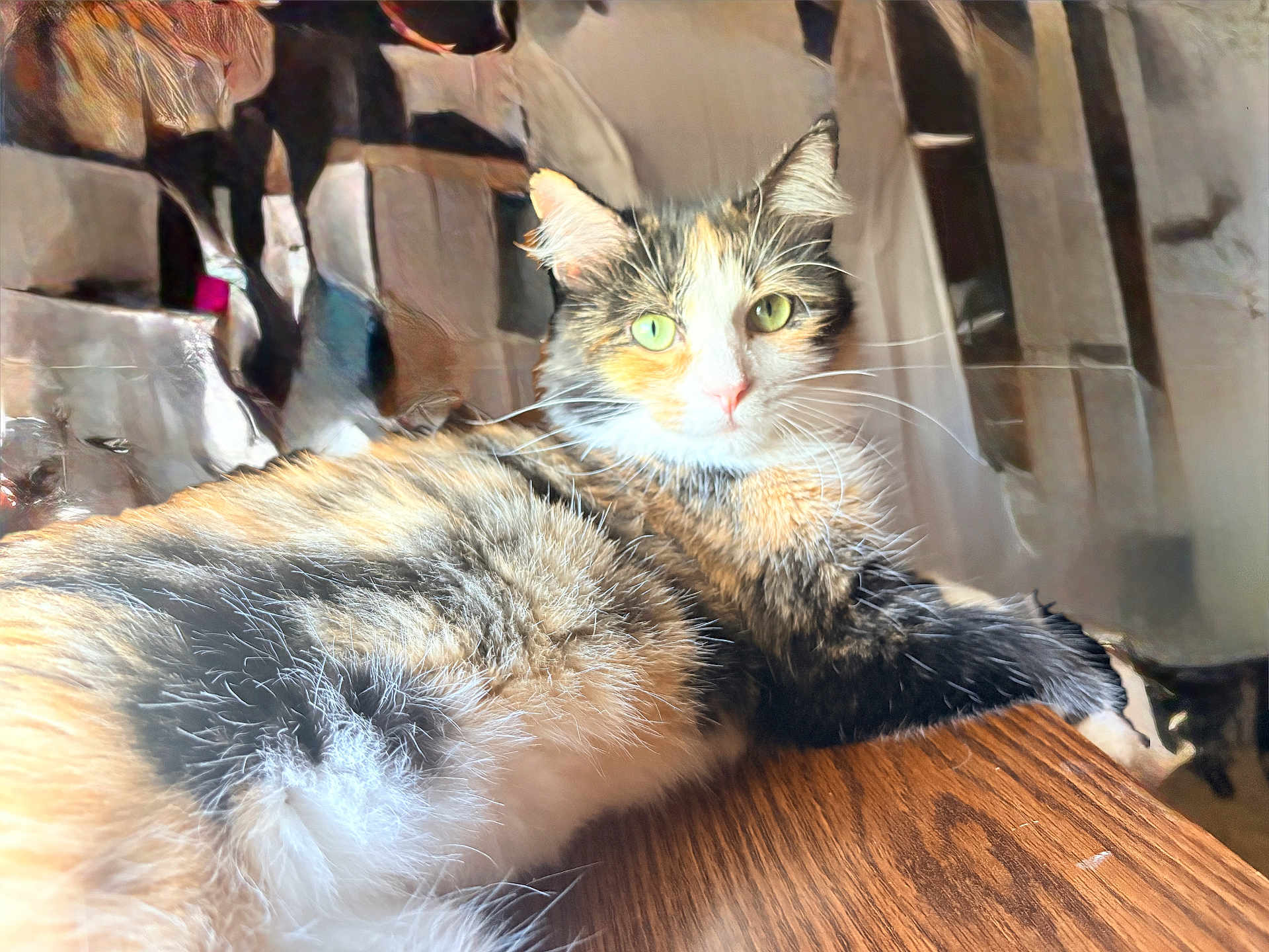 Teresa is registered to the contest to win money with this photo: cat, calico_cat, feline, pet, indoor, fur, green_eyes, whiskers, ears, paw, wooden_table, close_up, portrait, lounging, cozy, sunlight, eye_contact, home_interior, long_hair, relaxed