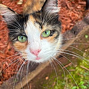 Teresa is registered to the contest to win money with this photo: cat, calico_cat, feline, green_eyes, whiskers, pink_nose, close_up, portrait, looking_up, ears, fur, outdoor, mulch, grass, shallow_depth_of_field, pet, curious, adorable, nature, face