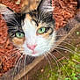 cat, calico_cat, feline, green_eyes, whiskers, pink_nose, close_up, portrait, looking_up, ears, fur, outdoor, mulch, grass, shallow_depth_of_field, pet, curious, adorable, nature, face