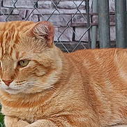 Tweak is registered to the contest to win money with this photo: cat, ginger_cat, tabby, feline, pet, animal, outdoor, chain_link_fence, grass, fur, whiskers, ears, eyes, portrait, resting, mammal, close_up, nature, calm, domestic_cat