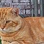 cat, ginger_cat, tabby, feline, pet, animal, outdoor, chain_link_fence, grass, fur, whiskers, ears, eyes, portrait, resting, mammal, close_up, nature, calm, domestic_cat