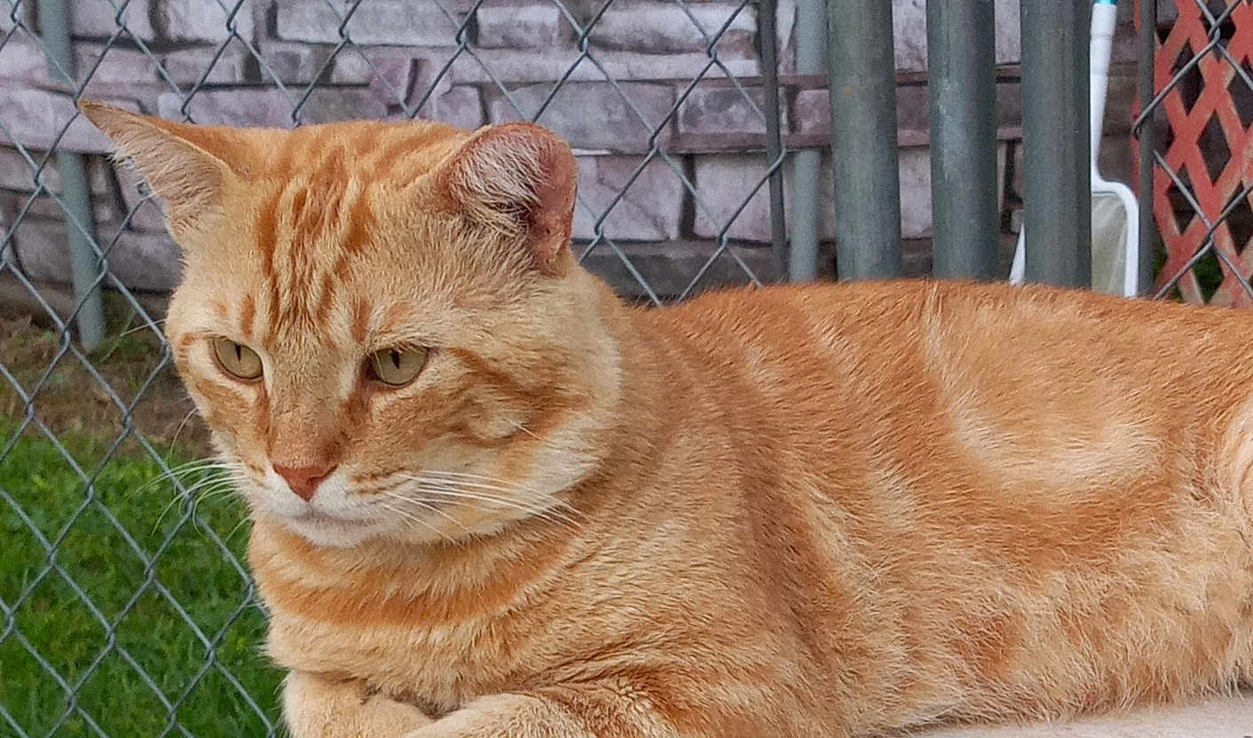 Tweak is registered to the contest to win money with this photo: cat, ginger_cat, tabby, feline, pet, animal, outdoor, chain_link_fence, grass, fur, whiskers, ears, eyes, portrait, resting, mammal, close_up, nature, calm, domestic_cat