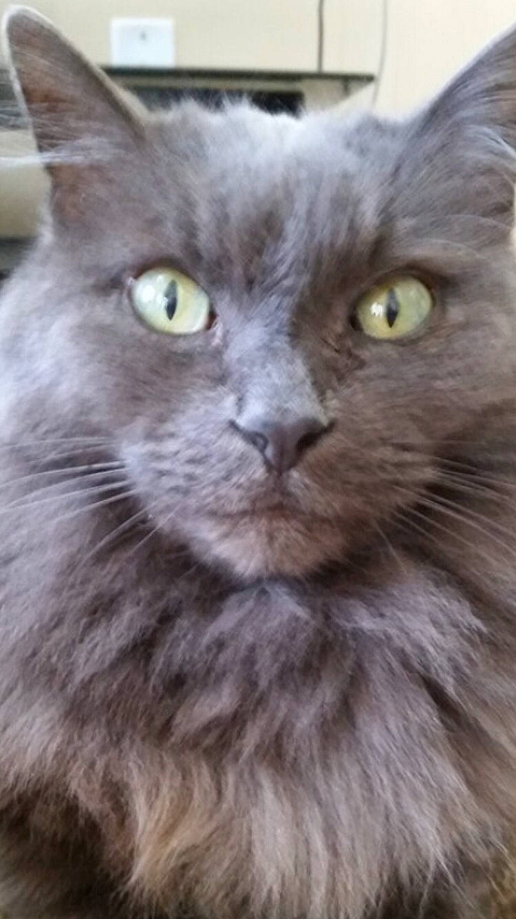 Poseidon joined the competition — help win amazing prizes! british_longhair, carnivore, cat, close_up, domestic_short_haired_cat, eye, felidae, fur, grey, hair, head, small_to_medium_sized_cats, snout, terrestrial_animal, vertebrate, whiskers