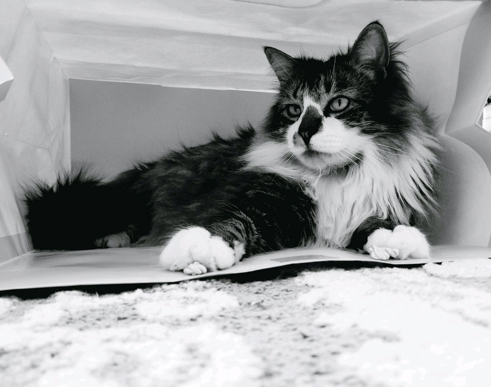 Kit-kat is registered to the contest to win money with this photo: black, black_and_white, carnivore, cat, domestic_long_haired_cat, domestic_short_haired_cat, eye, felidae, fur, kitten, mammal, monochrome, monochrome_photography, norwegian_forest_cat, photography, small_to_medium_sized_cats, snout, style, whiskers, white
