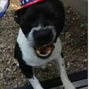 Fat Boy joined the competition — help win amazing prizes! animal, black_and_white, blurry, canine, celebration, close_up, costume, dog, domestic_animal, excited, front_paws, funny_hat, gravel, outdoor, patriotic_hat, pet, playful, smiling, standing, wearing_hat