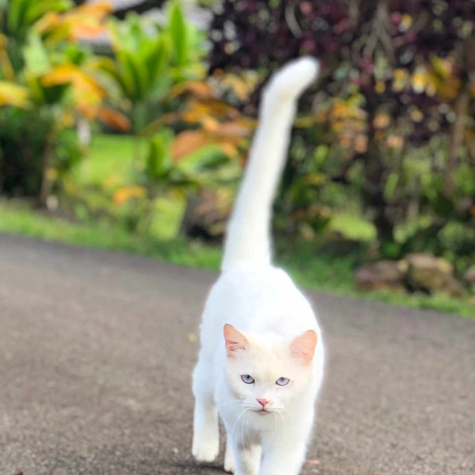 Sugar Cookie joined the competition — help win amazing prizes! animal, blue_eyes, blurred_background, cat, closeup, confident, daylight, feline, fur, garden, greenery, mammal, nature, outdoor, path, pet, road, tail_up, walking, white_cat
