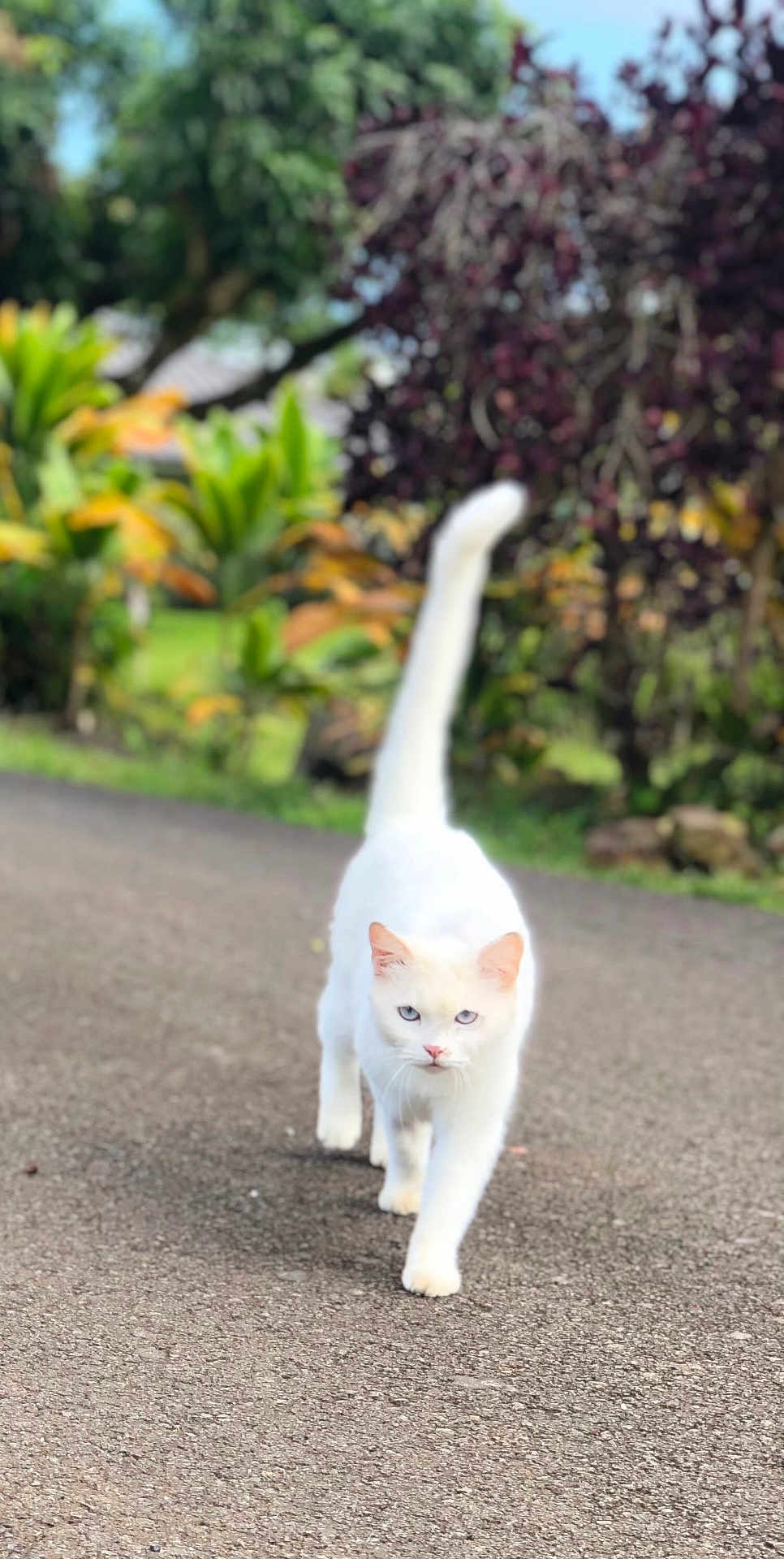 Sugar Cookie joined the competition — help win amazing prizes! animal, blue_eyes, blurred_background, cat, closeup, confident, daylight, feline, fur, garden, greenery, mammal, nature, outdoor, path, pet, road, tail_up, walking, white_cat