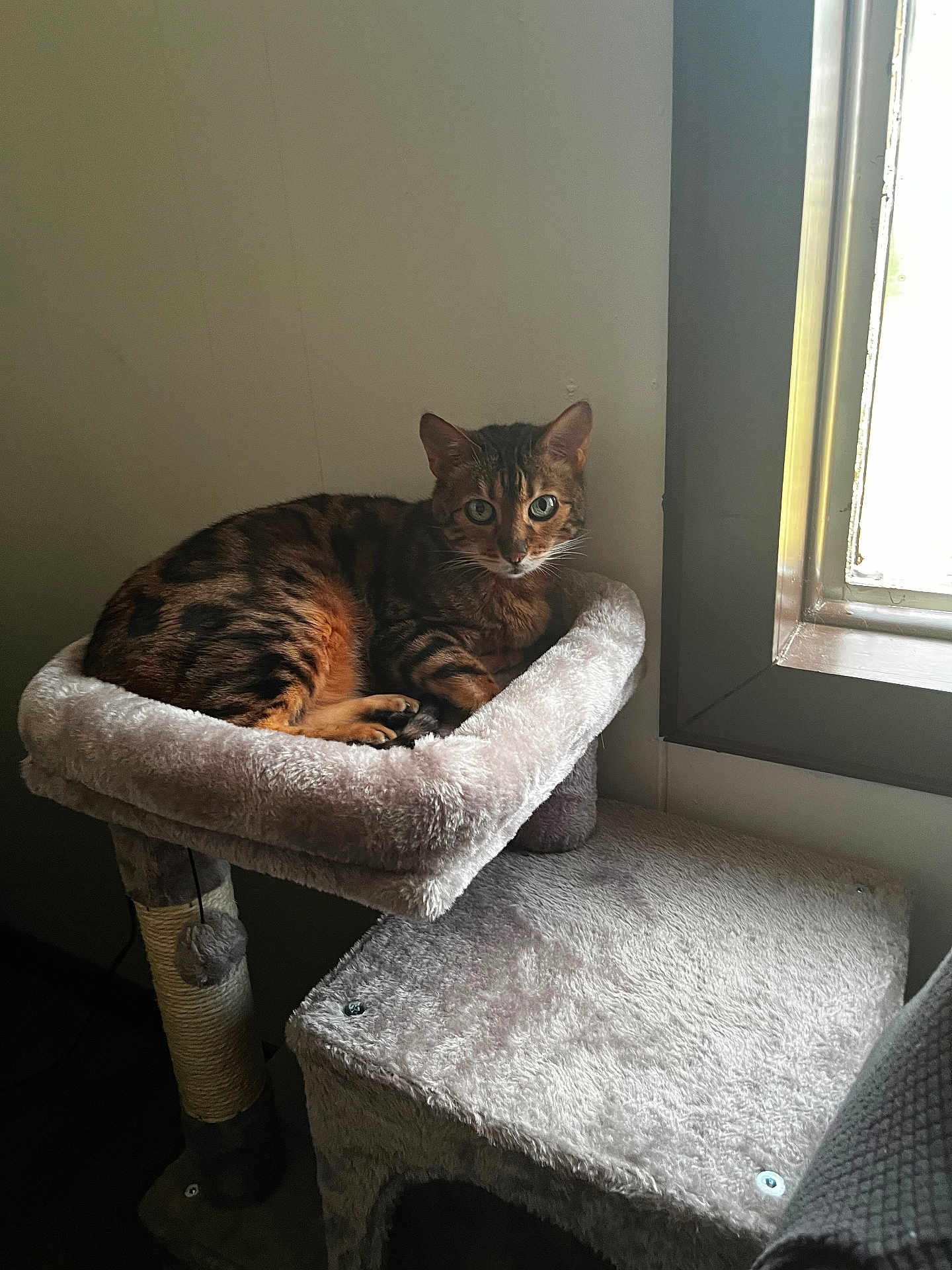 Mocha