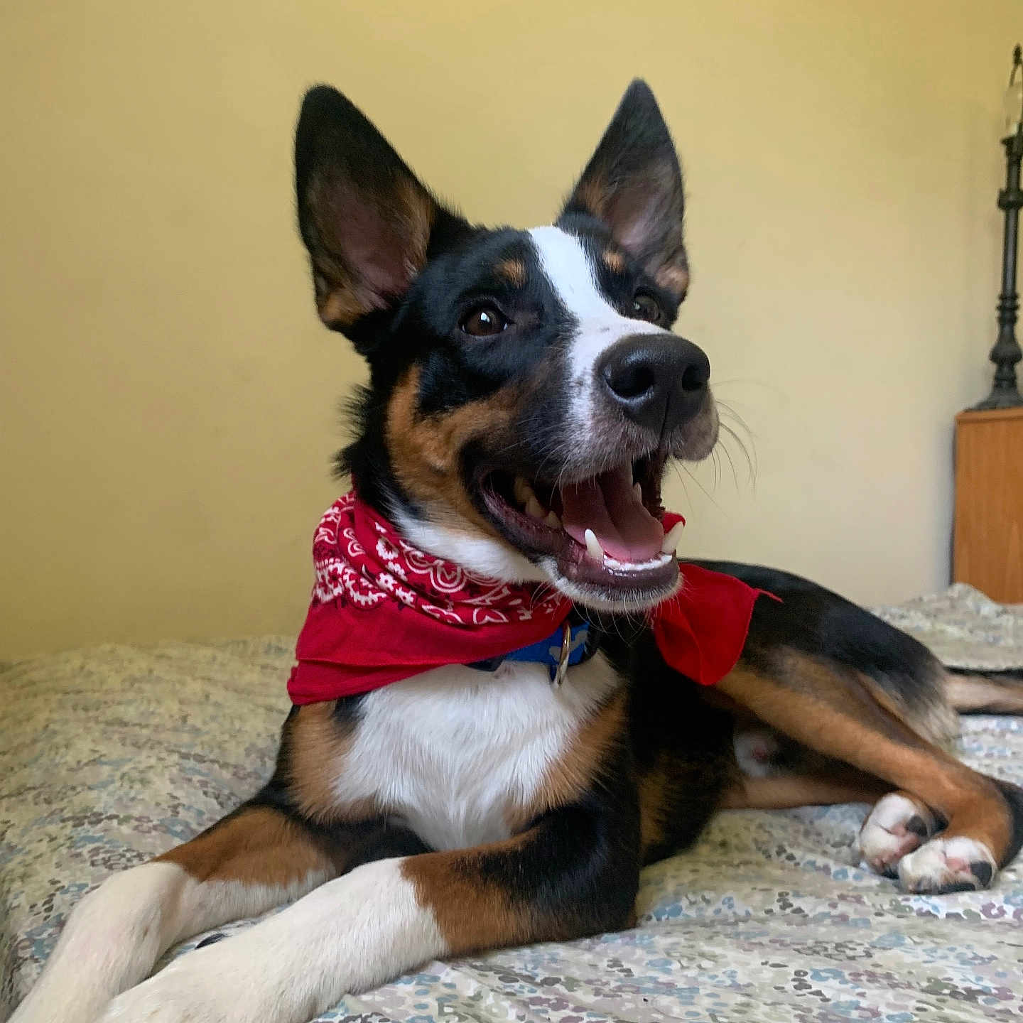 Milo joined the competition — help win amazing prizes! animal, bandana, bed, bedspread, black, brown, canine, closeup, dog, domestic, ears_up, furniture, happy, indoor, lamp, laying_down, pet, smiling, tricolor, white