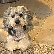 Seven is registered to the contest to win money with this photo: carpet, cozy, dog, eyes, face, fluffy_fur, groomed, indoor, laying_down, living_room, looking_at_camera, nose, paws, pet, portrait, shadow, small_dog, tile_floor, trash_can, whiskers