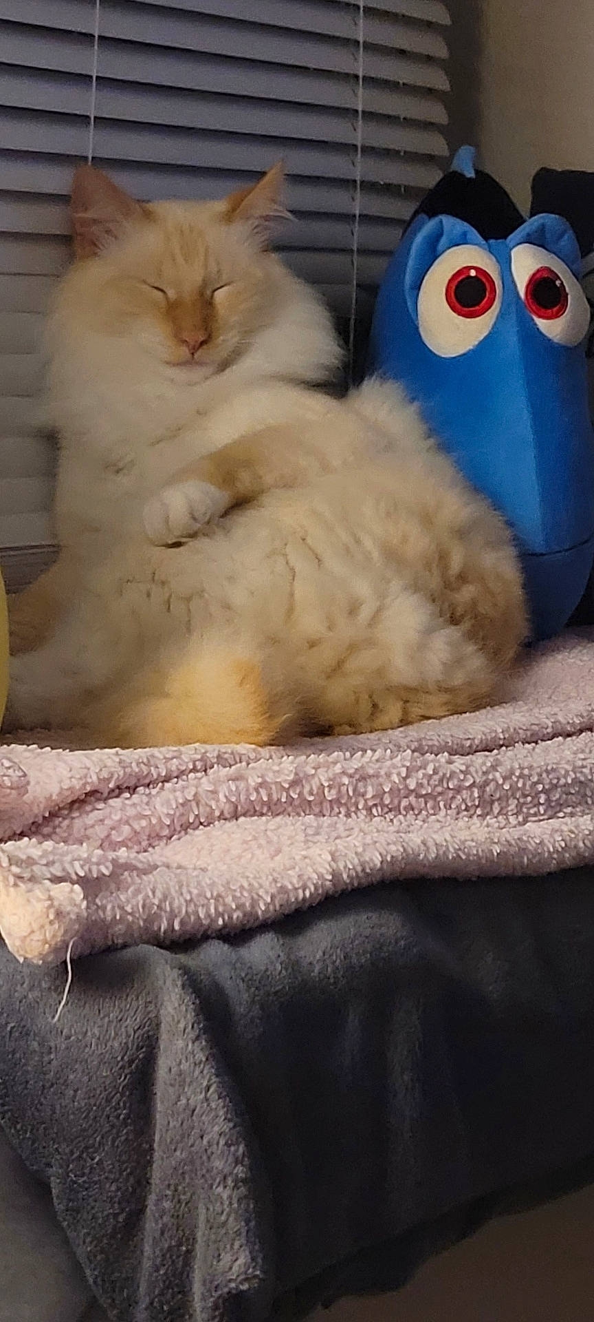 animal, blanket, cat, companion, cozy, cream_color, cute, domestic_animal, fluffy, furniture, home, indoor, pet, plush_toy, relaxed, resting, sleeping, soft_texture, stuffed_animal, window_blinds