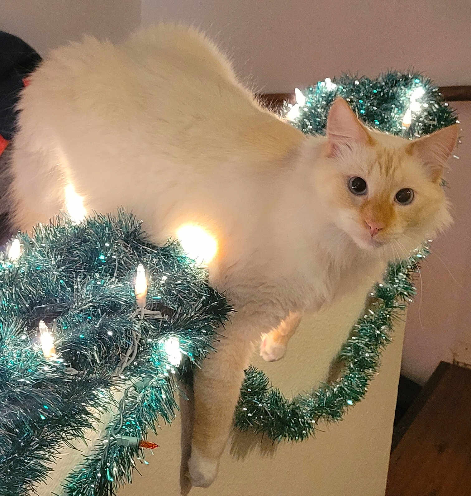 Rocket is registered to the contest to win money with this photo: cat, cream_colored, fluffy, tinsel, lights, decorations, railing, indoor, holiday, curious, animal, pet, feline, cozy, cute, relaxed, wide_eyes, white_paws, soft_fur, christmas
