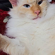 Rocket joined the competition — help win amazing prizes! cat, blue_eyes, fluffy, cream_colored, feline, pet, indoor, relaxed, close_up, whiskers, pink_nose, soft_fur, laying_down, cozy, red_background, white_fabric, animal, cute, domestic_cat, portrait