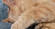 Snoopy joined the competition — help win amazing prizes! animal, blanket, cat, claws, closeup, cozy, cute, domestic_cat, feline, fur, indoor, mammal, orange_cat, paw, pet, relaxed, resting, sleeping, soft, whiskers