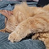 animal, blanket, cat, claws, closeup, cozy, cute, domestic_cat, feline, fur, indoor, mammal, orange_cat, paw, pet, relaxed, resting, sleeping, soft, whiskers