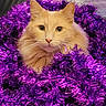 animal, cat, closeup, curious, cute, decor, face, feline, festive, fluffy, holiday, indoor, orange_cat, pet, portrait, purple_tinsel, shiny, soft_light, tinsel, whiskers