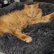 Snoopy joined the competition — help win amazing prizes! animal, blanket, cat, comfort, cozy, cute, domestic, feline, fluffy, fur, furry, indoor, orange_cat, paws, pet, relaxed, resting, sleeping, soft, whiskers