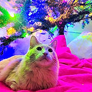 Snoopy is registered to the contest to win money with this photo: cat, celebration, christmas_tree, colorful_lights, cozy, decorations, domestic_animal, feline, festive, fur, holiday, indoor, looking_up, pet, pink_blanket, relaxed, seasonal, soft_texture, warm_lighting, whiskers