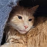animal, blue_cat_condo, cat, cat_house, closeup, cozy, curious, cute, domestic_cat, face, feline, fluffy_fur, fur_texture, ginger_cat, indoor, pet, relaxed, resting, soft_light, whiskers