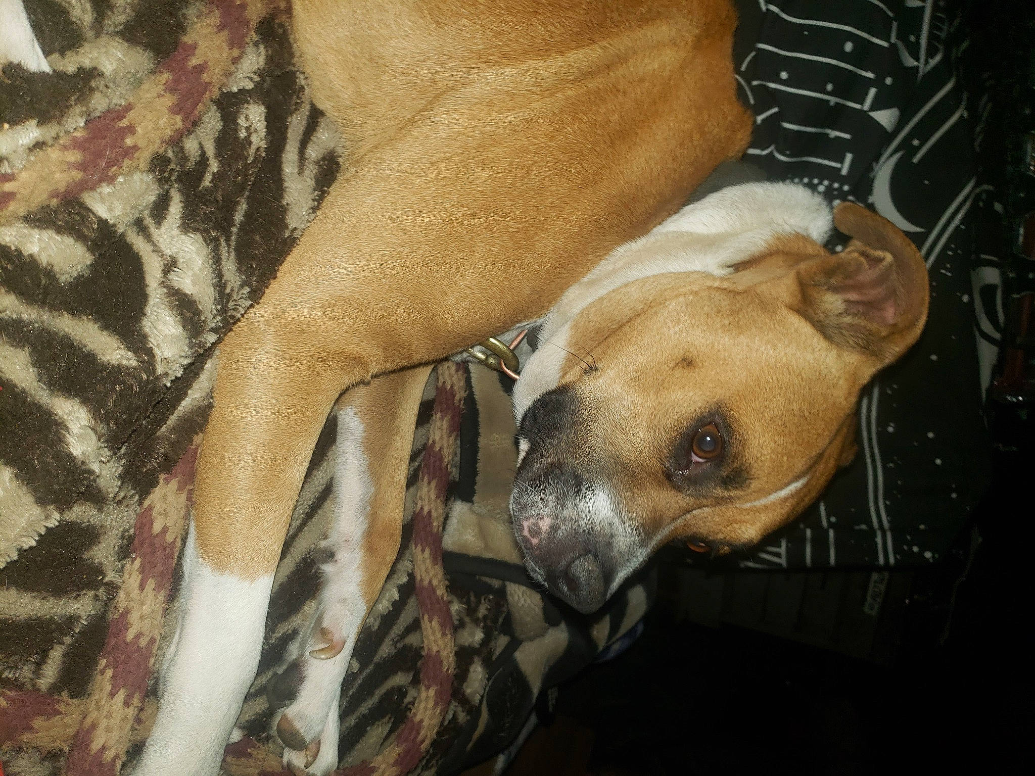 Runt Runt is registered to the contest to win money with this photo: canidae, carnivore, comfort, companion_dog, couch, dog, dog_breed, dog_supply, ear, fawn, foot, fur, linens, non_sporting_group, paw, snout, sporting_group, terrestrial_animal, whiskers, working_animal