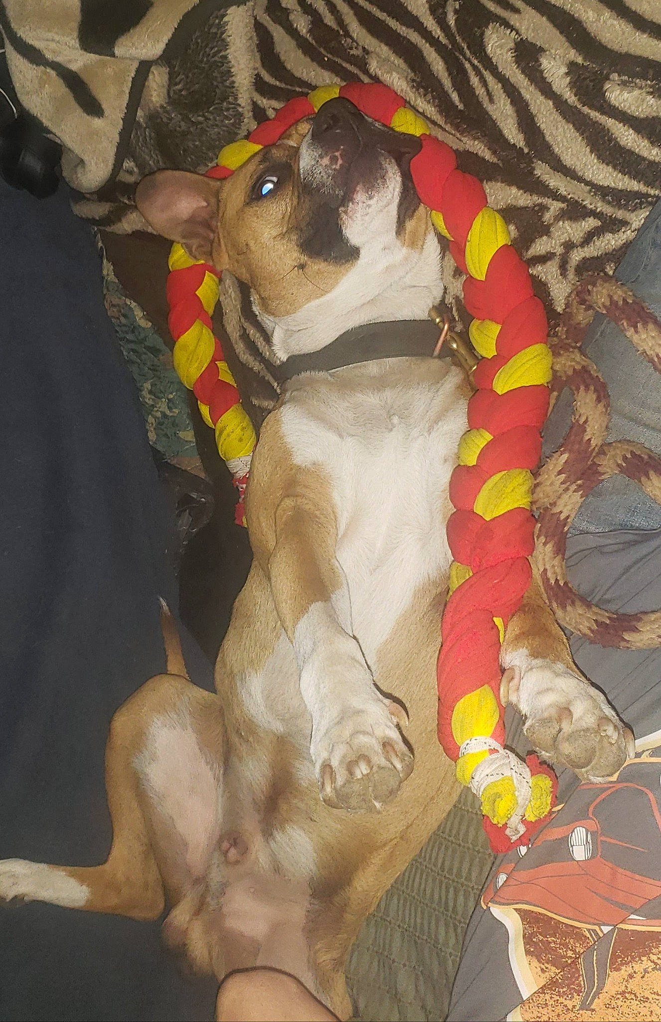 Runt Runt is registered to the contest to win money with this photo: canidae, carnivore, chest, collar, comfort, companion_dog, dog_breed, dog_supply, fawn, fur, pattern, paw, pet_supply, plant, snake, snout, sporting_group, tail, terrestrial_animal, toy_dog