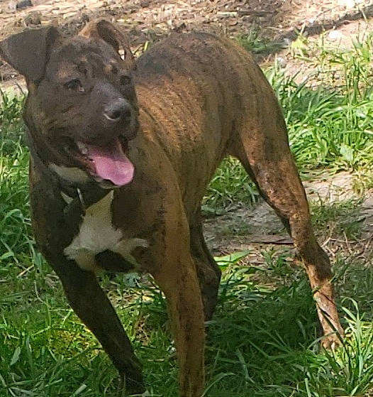 Coco Poofs joined the competition — help win amazing prizes! ancient_dog_breeds, carnivore, collar, dog, dog_breed, fawn, grass, hunting_dog, non_sporting_group, plant, snout, sporting_group, tail, terrestrial_animal, treeing_tennessee_brindle, working_animal, working_dog