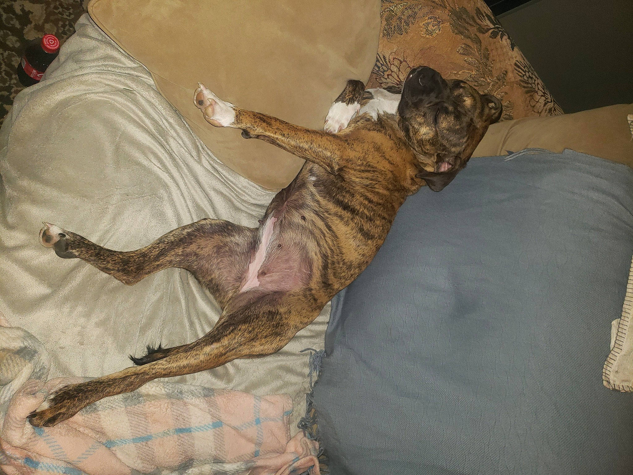 Coco Poofs is registered to the contest to win money with this photo: art, claw, comfort, dog_breed, extinction, fawn, felidae, foot, fur, painting, paw, reptile, scaled_reptile, small_to_medium_sized_cats, sporting_group, tail, terrestrial_animal, wood