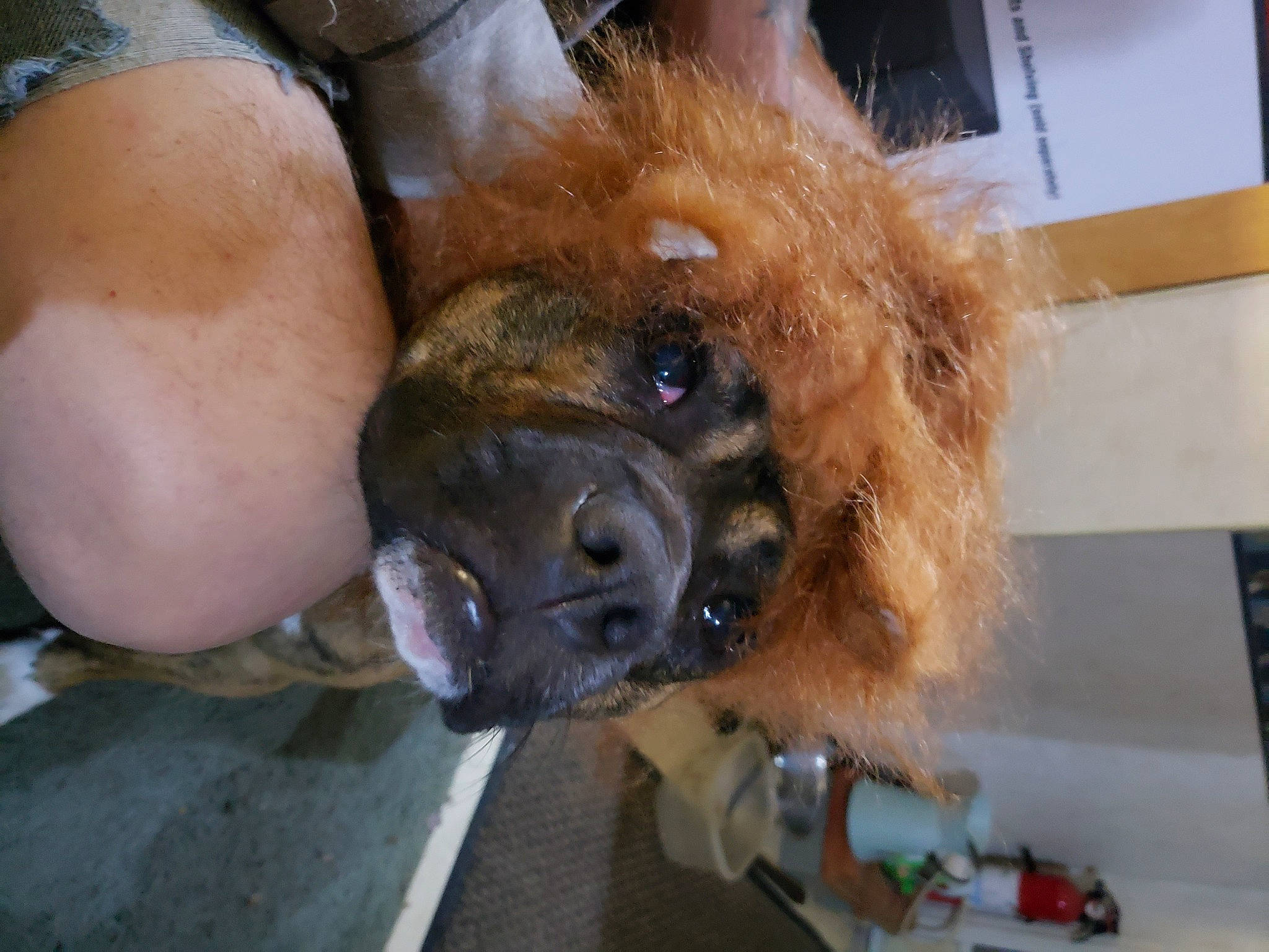 Coco Poofs is registered to the contest to win money with this photo: canidae, carnivore, claw, companion_dog, dog, dog_breed, fawn, foot, fur, guard_dog, human_leg, liver, non_sporting_group, paw, spitz, sporting_group, thigh, tibetan_mastiff, toy_dog, working_animal