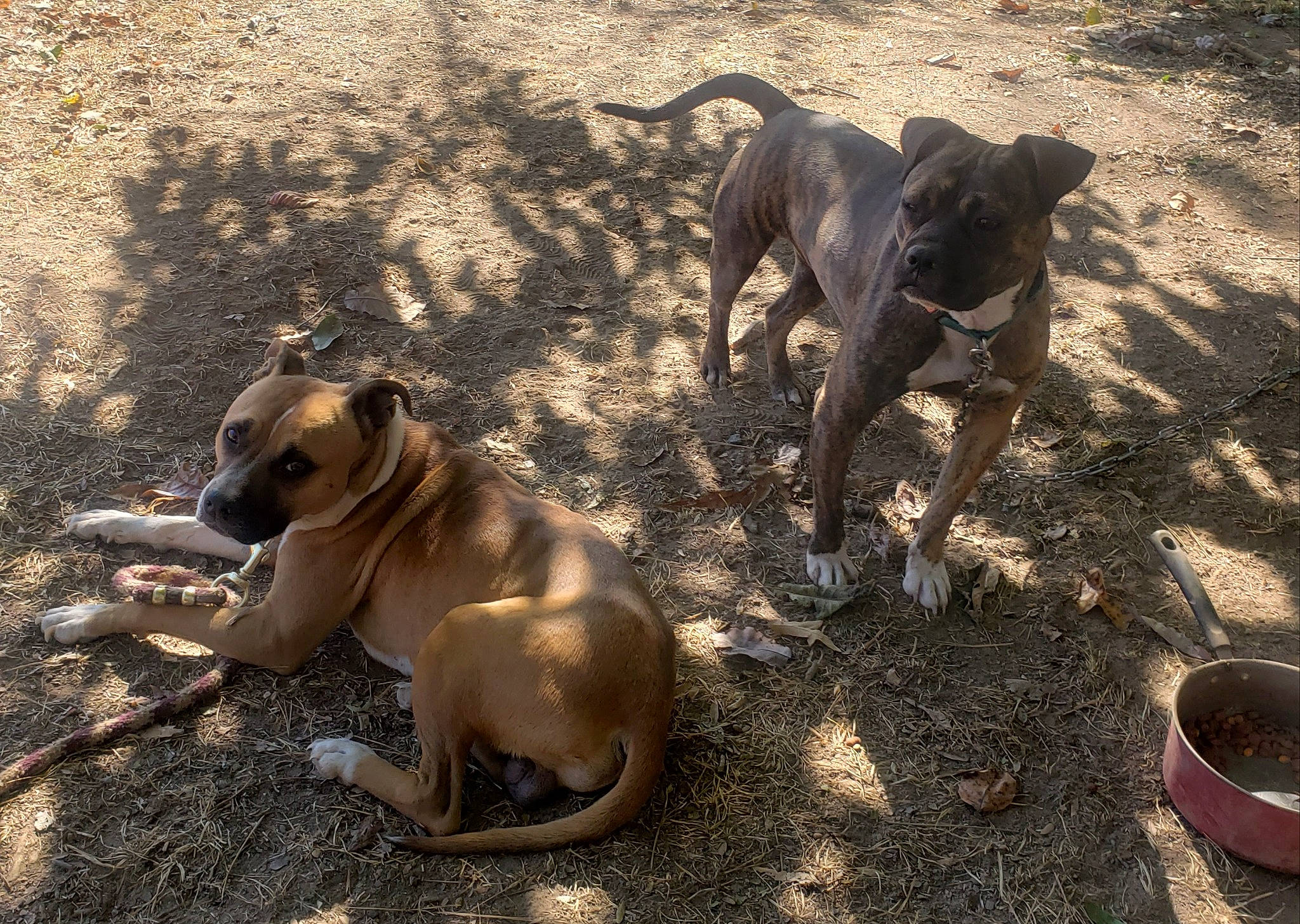 Coco Poofs joined the competition — help win amazing prizes! adventure, canidae, carnivore, collar, companion_dog, dog, dog_breed, dog_collar, fawn, leash, non_sporting_group, pet_supply, shadow, snout, soil, sporting_group, street_dog, tail, working_animal, working_dog