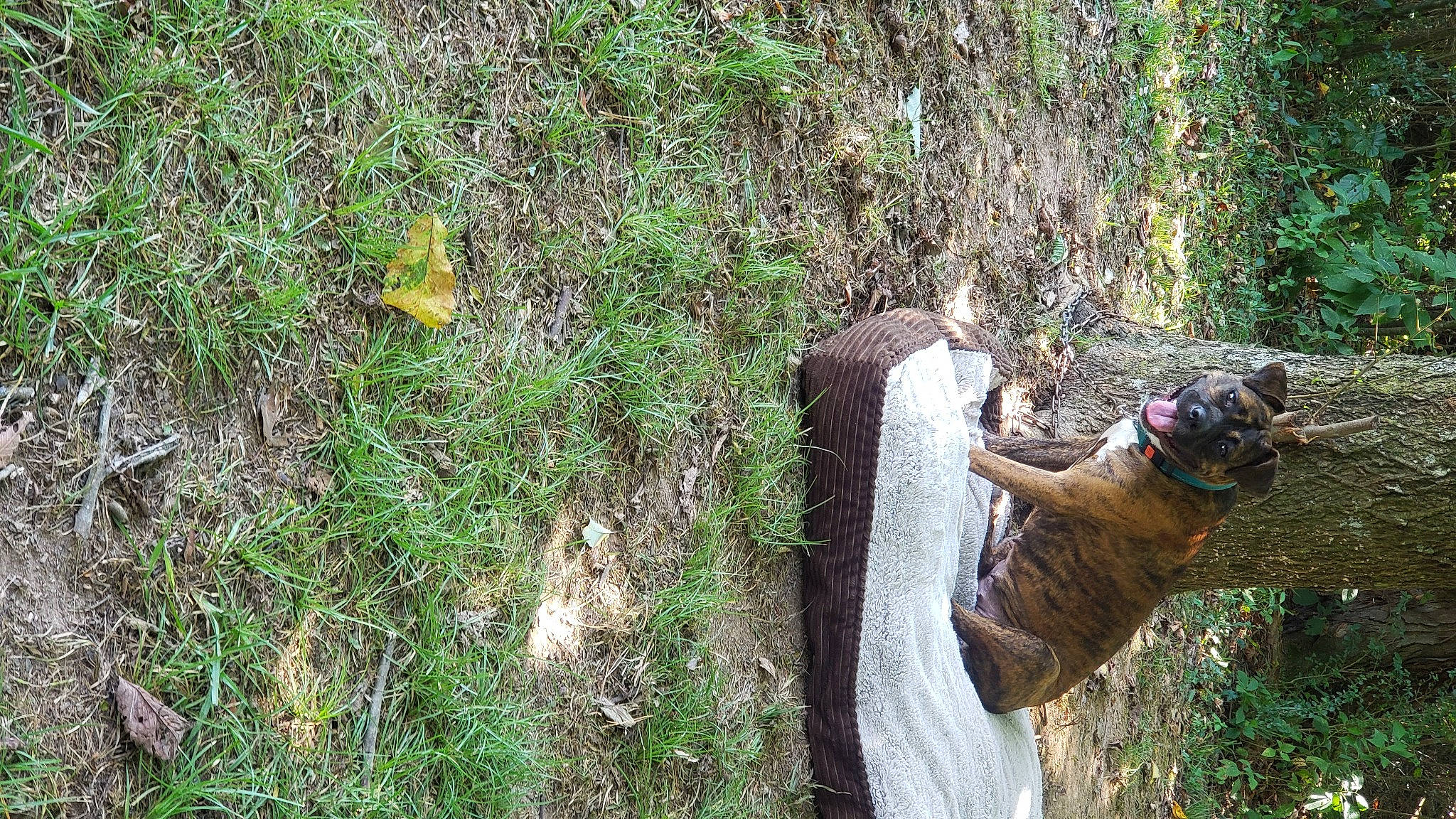 Coco Poofs is registered to the contest to win money with this photo: canidae, carnivore, dog, dog_breed, fawn, foot, forest, grass, groundcover, people_in_nature, plant, snout, soil, sporting_group, tail, terrestrial_animal, tree, trunk, wildlife, wood