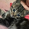 kitten, cat, fluffy, tabby, blue_eyes, close_up, portrait, pet, animal, whiskers, ears, paw, fur, lying_down, indoors, cozy, pink_blanket, person, cuddling, photography