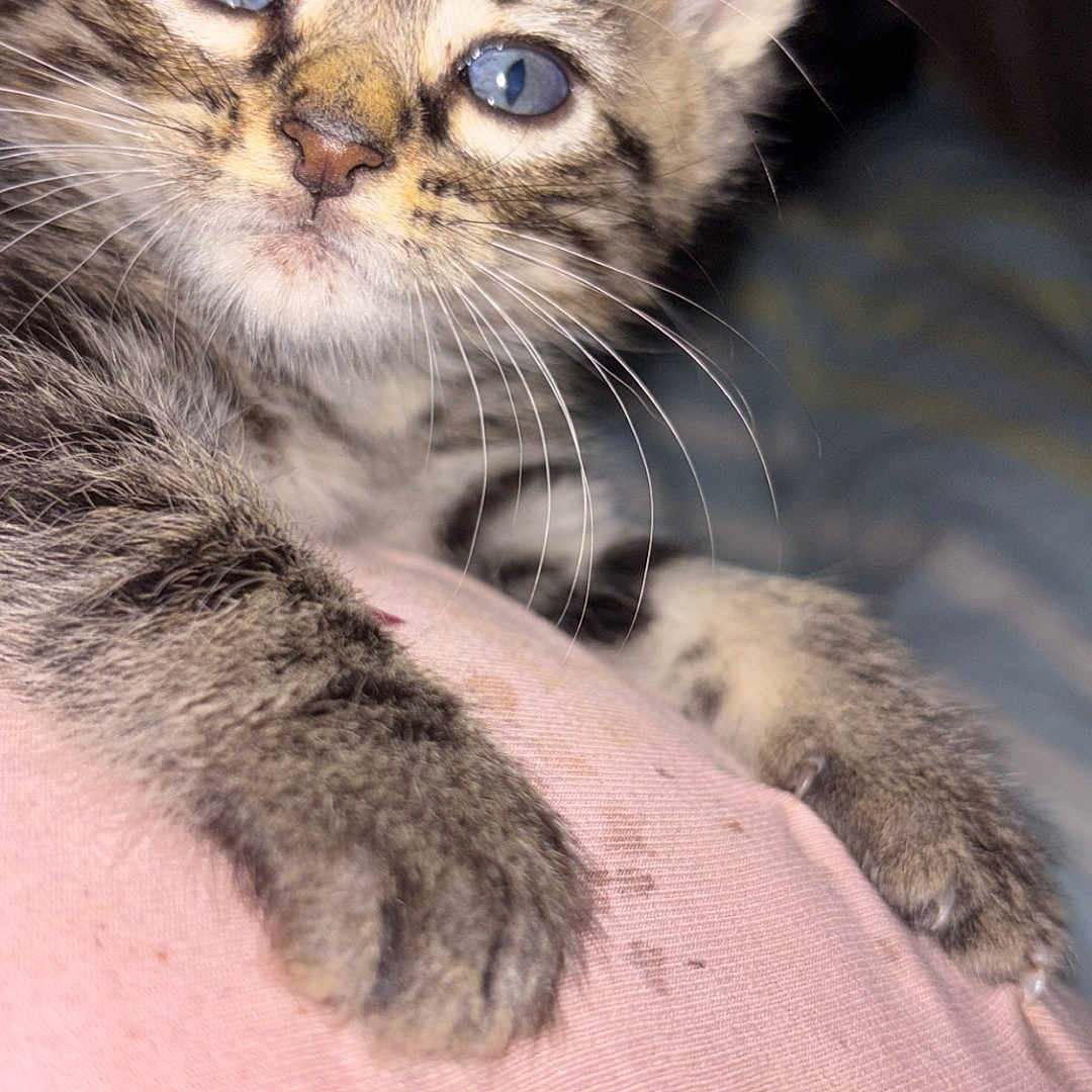 Brownie