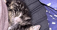 Brownie participe au concours pour gagner de l'argent avec cette photo : kittens, cats, tabby, sleeping, cuddling, cute, animals, pet, fur, striped, whiskers, ears, closed_eyes, cozy, blanket, lap, indoor, relaxing, portrait, adorable