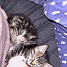 kittens, cats, tabby, sleeping, cuddling, cute, animals, pet, fur, striped, whiskers, ears, closed_eyes, cozy, blanket, lap, indoor, relaxing, portrait, adorable