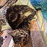 kitten, cat, tabby, animal, pet, fur, whiskers, eyes, ears, sleeping, lying_down, upside_down, blanket, bedding, cozy, indoors, portrait, close_up, cute, relaxed