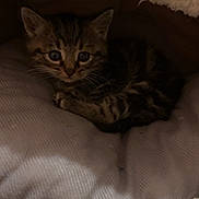 Brownie a rejoint le concours — aidez-le/la à gagner de superbes lots ! kitten, cat, tabby, pet, animal, fur, whiskers, ears, eyes, face, lying_down, cuddling, blanket, bed, cozy, indoors, dim_lighting, portrait, snapchat, text_overlay