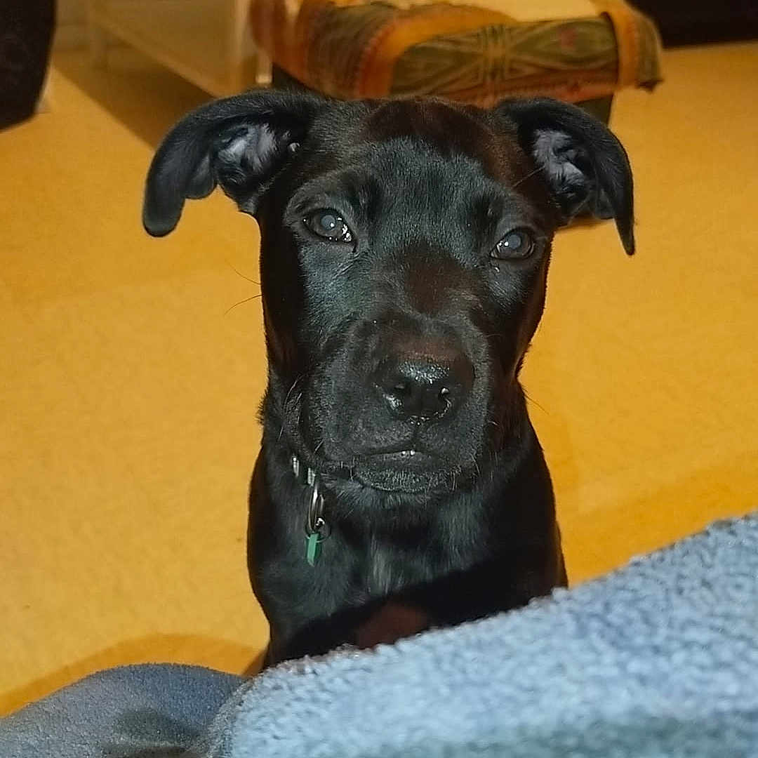 Simba