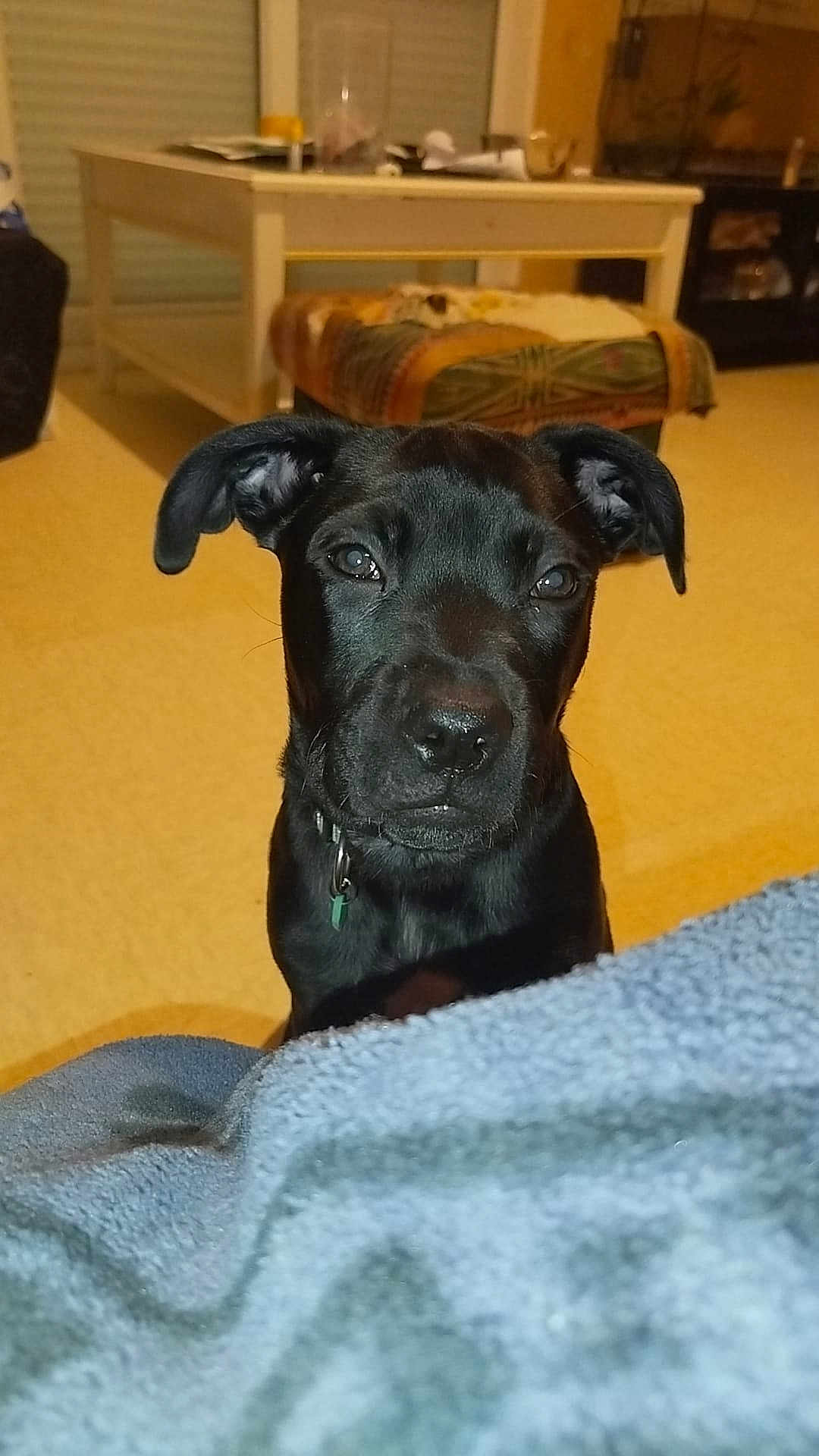 Simba