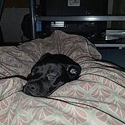 Simba participe au concours pour gagner de l'argent avec cette photo : animal, bed, bedroom, blanket, canine, computer, computerhardware, dog, electronics, furniture, hardware, indoors, interiordesign, laptop, monitor, pet, puppy, room, screen, tv
