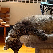Bella joined the competition — help win amazing prizes! animal, cat, cat_tree, cozy, curious, cushions, decorative_lamp, floor_rug, fluffy, furniture, home, indoor, pet, portrait, relaxed, tabby, upside_down, warm_light, wooden_bench, wrought_iron