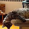 animal, cat, cat_tree, cozy, curious, cushions, decorative_lamp, floor_rug, fluffy, furniture, home, indoor, pet, portrait, relaxed, tabby, upside_down, warm_light, wooden_bench, wrought_iron