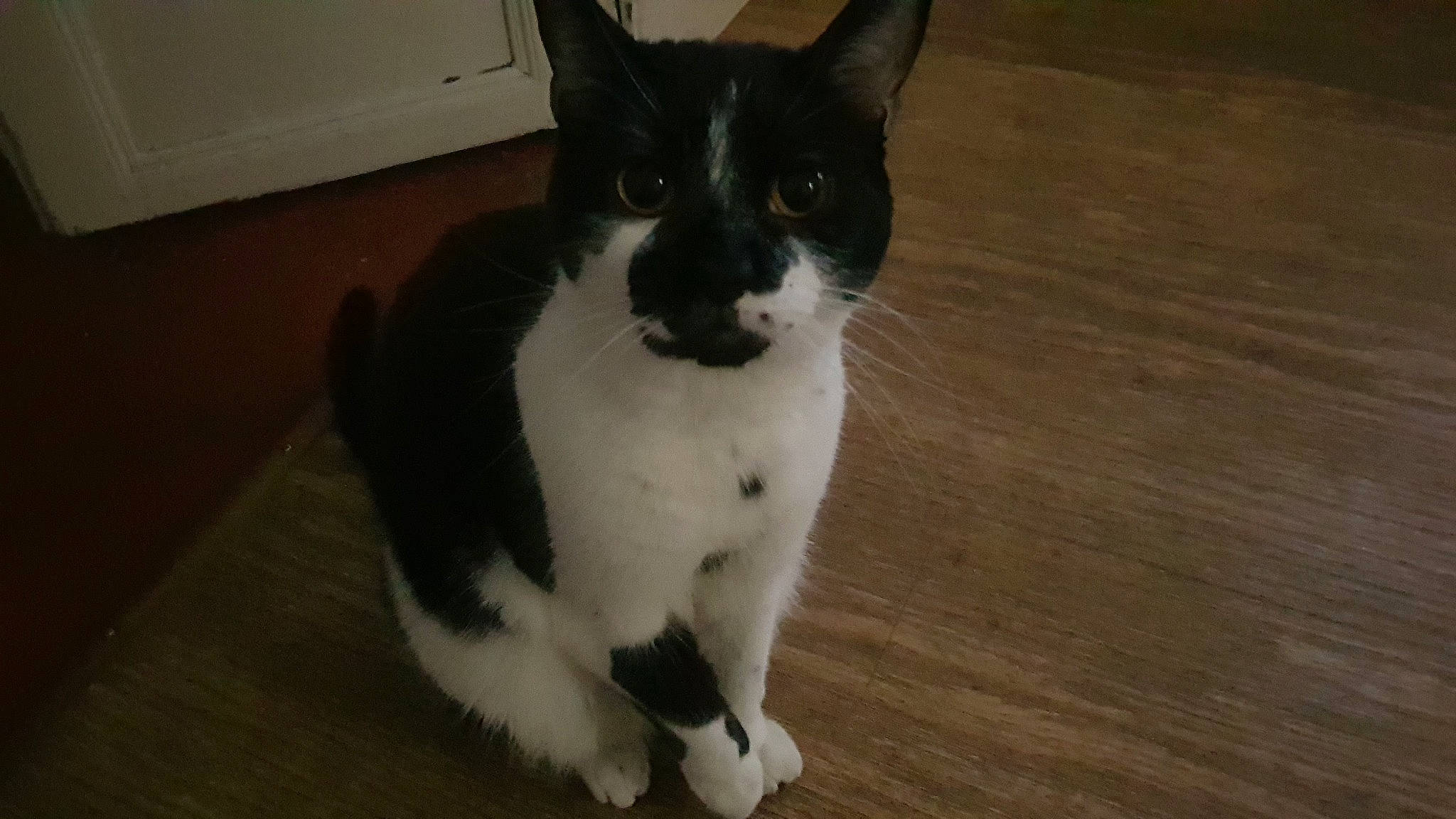 Chico participe au concours pour gagner de l'argent avec cette photo : black_and_white, black_cat, carnivore, cat, domestic_short_haired_cat, eye, felidae, fur, japanese_bobtail, kitten, mammal, paw, polydactyl_cat, small_to_medium_sized_cats, snout, tail, vertebrate, whiskers