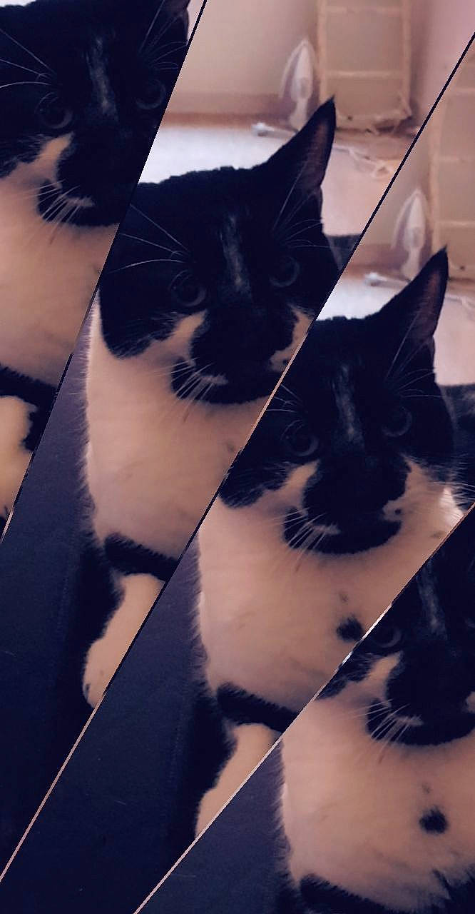 Chico a rejoint le concours — aidez-le/la à gagner de superbes lots ! black, black_and_white, black_cat, carnivore, cat, ear, european_shorthair, eye, felidae, fur, kitten, monochrome_photography, paw, polydactyl_cat, sky, small_to_medium_sized_cats, snout, tail, whiskers, white