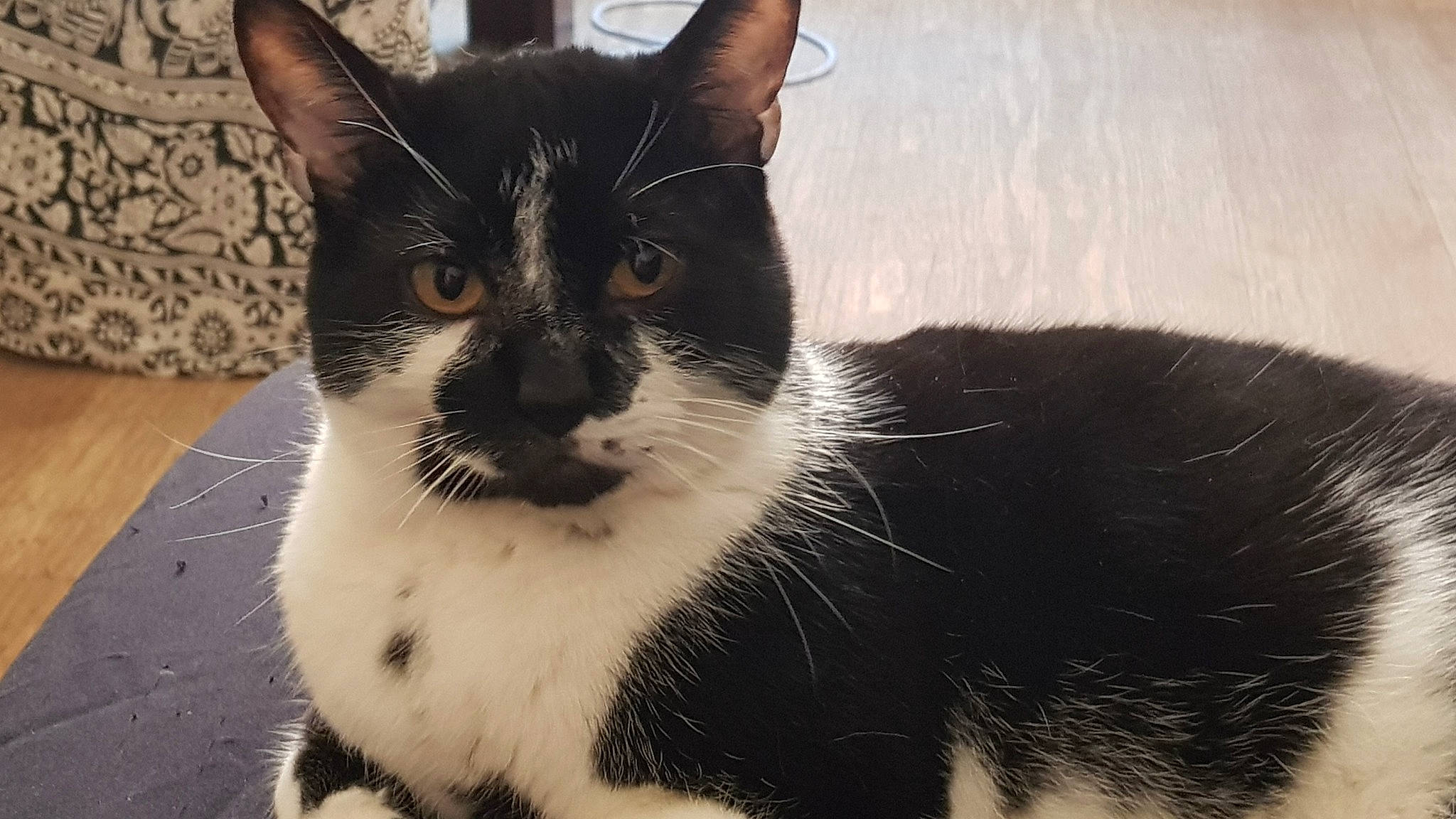 Chico a rejoint le concours — aidez-le/la à gagner de superbes lots ! aegean_cat, american_wirehair, asian, black_and_white, black_cat, carnivore, cat, domestic_short_haired_cat, european_shorthair, felidae, fur, german_rex, japanese_bobtail, mammal, polydactyl_cat, small_to_medium_sized_cats, snout, tail, vertebrate, whiskers