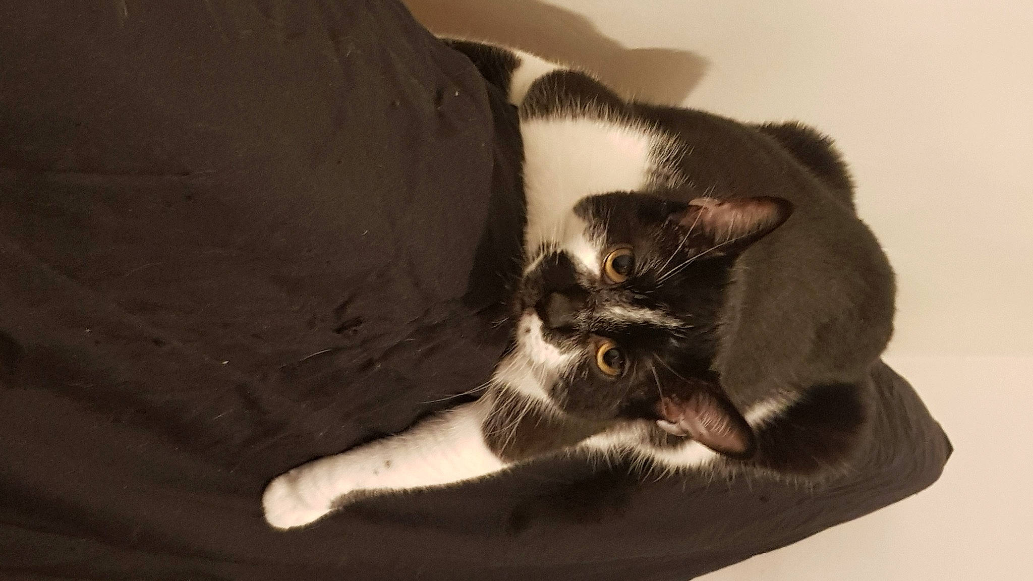 Chico a rejoint le concours — aidez-le/la à gagner de superbes lots ! black_and_white, carnivore, cat, claw, domestic_short_haired_cat, ear, felidae, fur, kitten, norwegian_forest_cat, paw, polydactyl_cat, skin, small_to_medium_sized_cats, tail, whiskers